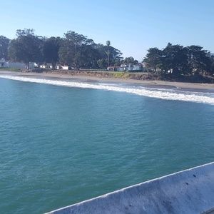 Meet your Posher, Rose